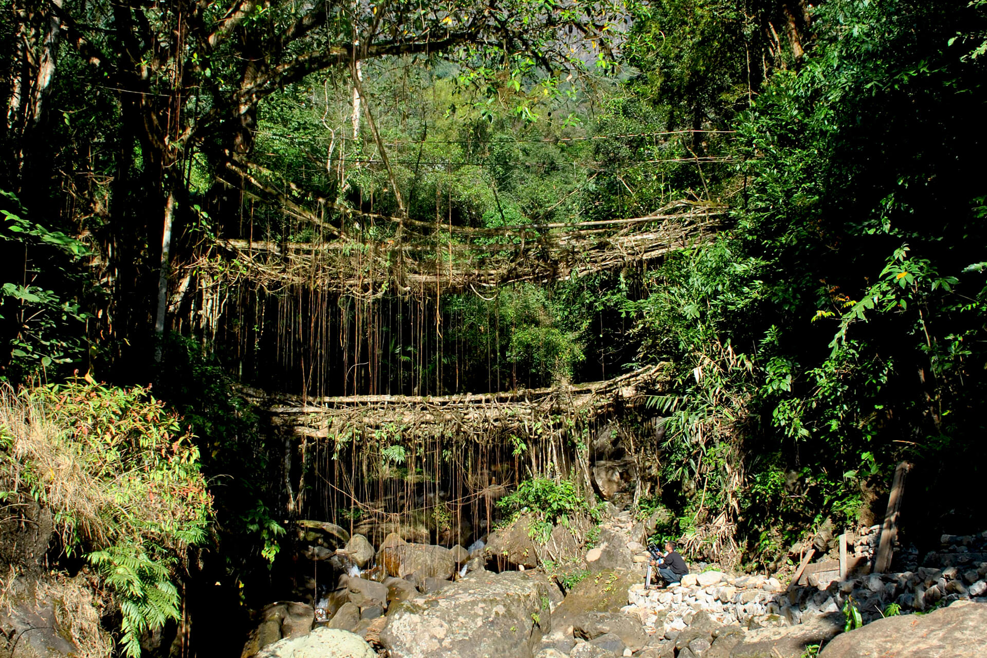 Root Bridge